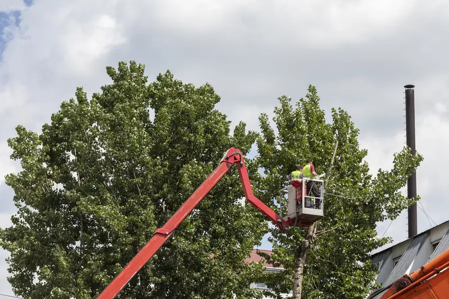 Expert Tree Services Cedar Creek TX Expert Tree Services Cedar Creek TX