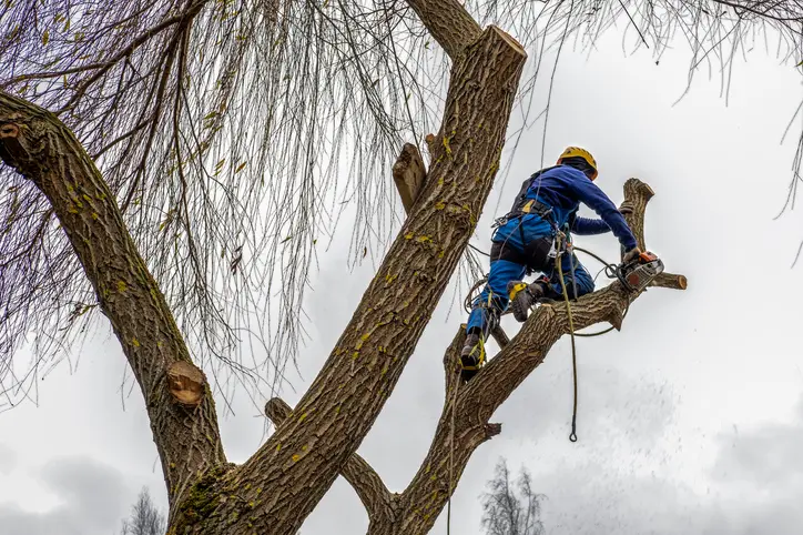 How Landscaping Design Improves Tree Service Curb Appeal Cedar Creek TX How Landscaping Design Improves Tree Service Curb Appeal Cedar Creek TX