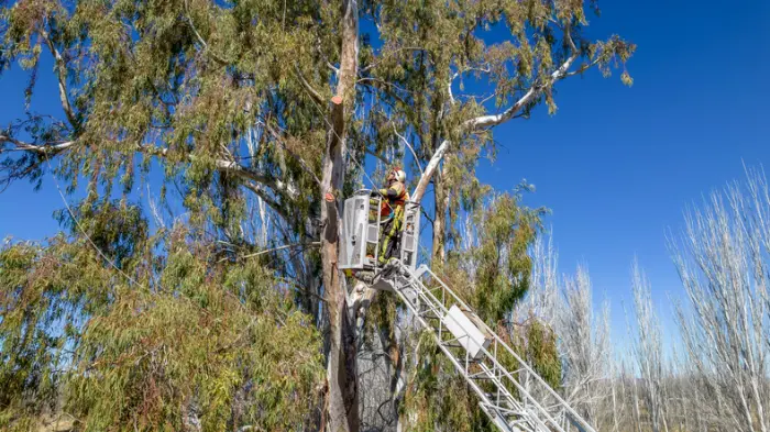 Integrating Tree Service With Creative Landscaping Design Ideas Cedar Creek TX Integrating Tree Service With Creative Landscaping Design Ideas Cedar Creek TX