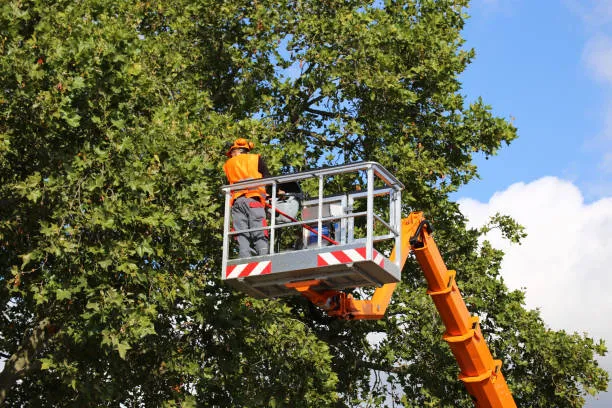 Integrating Tree Service With Creative Landscaping Design Ideas in Cedar Creek TX Integrating Tree Service With Creative Landscaping Design Ideas in Cedar Creek TX
