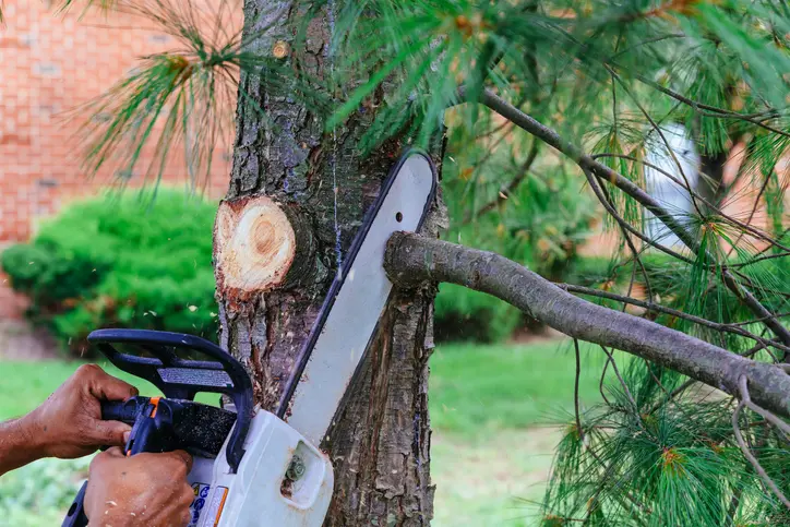 Reputable Tree Services Cedar Creek TX Reputable Tree Services Cedar Creek TX
