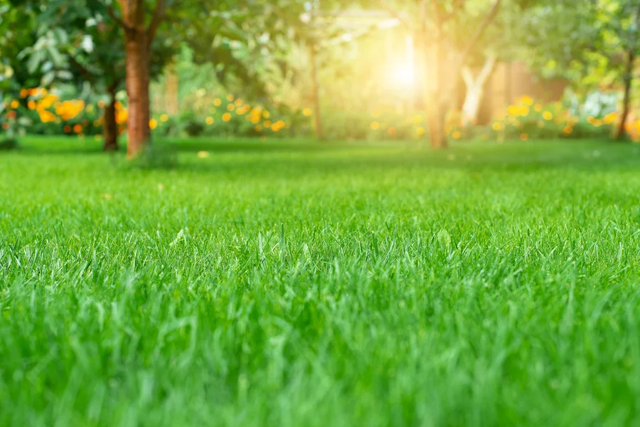 The Role Of Lawn Care Services In Tenant Satisfaction And Retention in Cedar Creek TX The Role Of Lawn Care Services In Tenant Satisfaction And Retention in Cedar Creek TX
