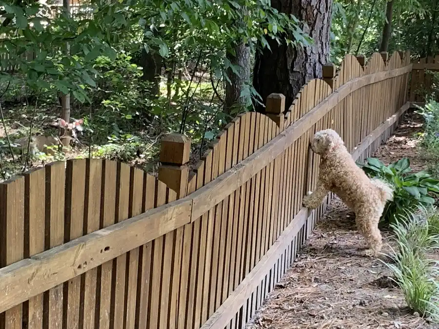 The Role Of Residential Fencing In Pet Containment in Cedar Creek TX The Role Of Residential Fencing In Pet Containment in Cedar Creek TX