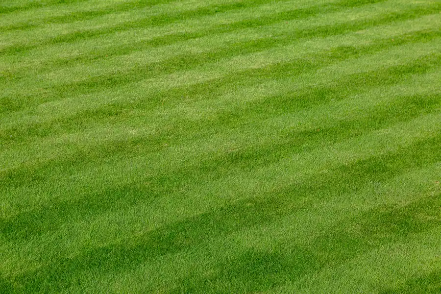 Top-rated Lawn Care Services Cedar Creek TX Top-rated Lawn Care Services Cedar Creek TX