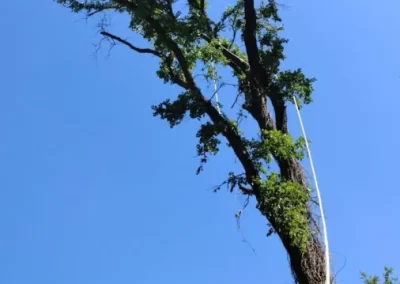 Tree and Landscape Services