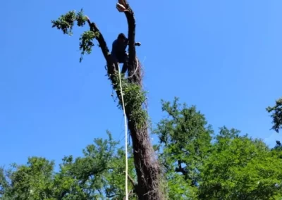 Tree and Landscaping Contractor